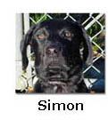 We love you Simon