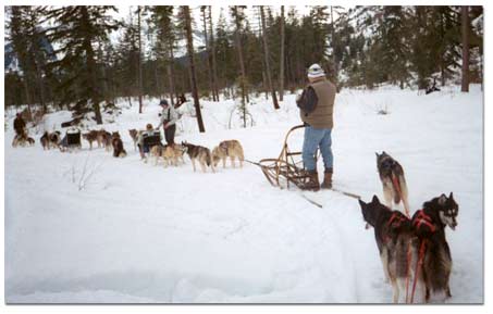 Huskies pulling dog sled