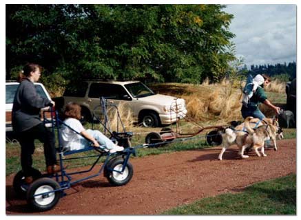 Huskies pulling dog cart