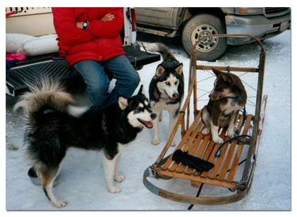 Huskies getting ready to do some dog sledding