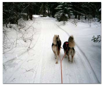 Huskies pulling dog sled