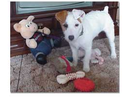 Jack Terrier with toys