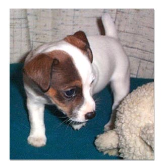 Jack Russel Terrier 