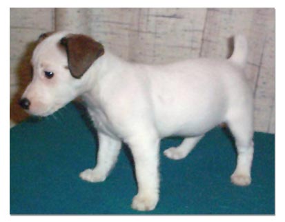 Jack Russel Terrier 