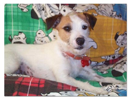 Jack Russel Terrier 