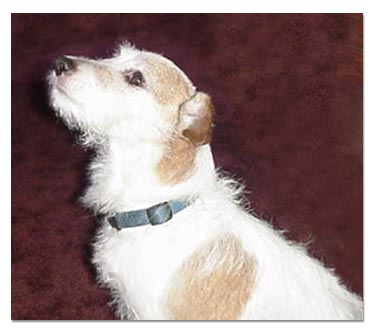 Jack Russel Terrier 