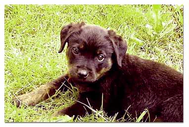 Rottweiler portrait