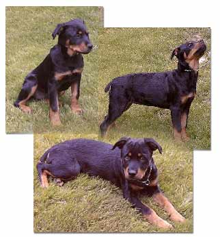 Rottweiler sitting in grass