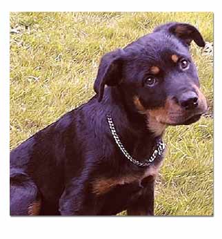 Rottweiler sitting in grass