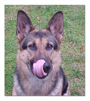 German Shepherd 