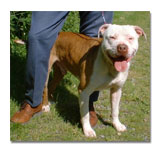 Pit Bull with owner