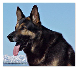 German Shepherd 