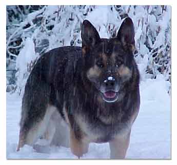 German Shepherd in the snow