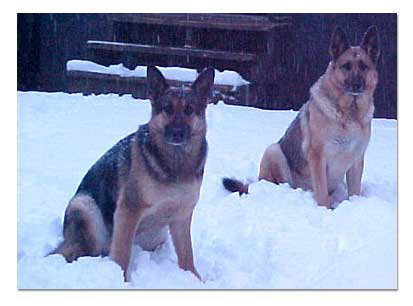 German Shepherds in the snow