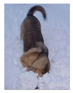 German Shepherd playing in snow