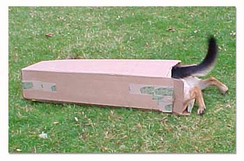 German Shepherd playing in box