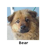 Bear