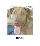 Beau