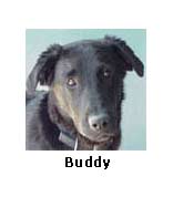 Buddy