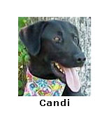 Candi