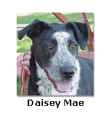 Daisey Mae