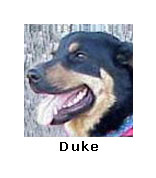 Duke