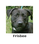 Frisbee