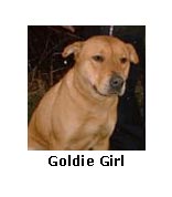 Goldie Girl