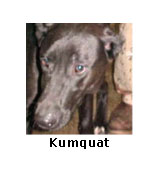 Kumquat