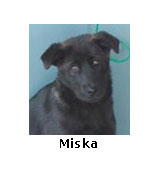 Miska