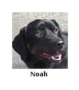 Noah