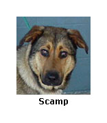 Scamp