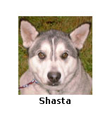 Shasta