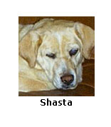 Shasta