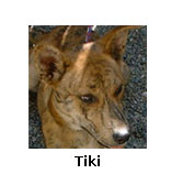 Tiki