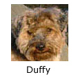 In Memory of Duffy