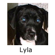 In Memory of Lyla