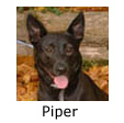 In Memory of Piper